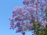 allée pavée et jacarandas